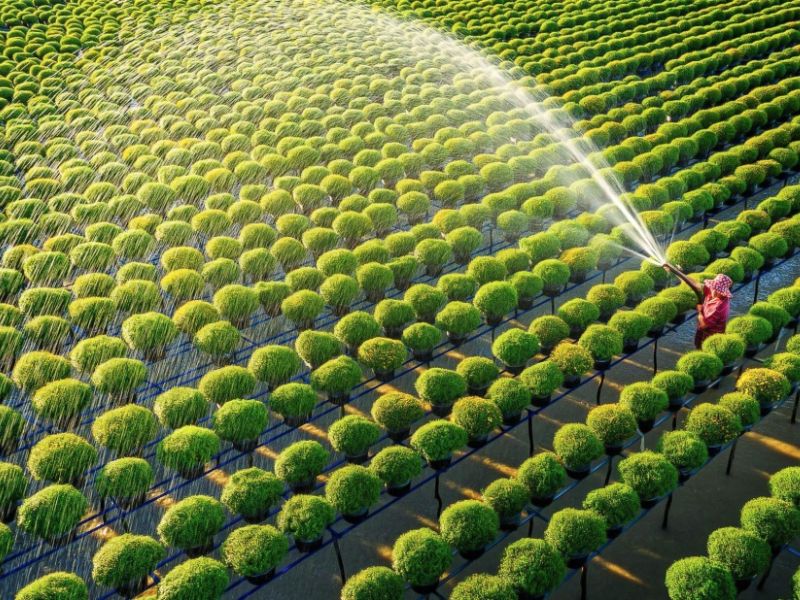 Nông nghiệp xanh là gì? Khám phá lợi ích của nông nghiệp xanh