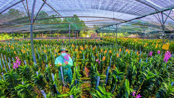 Phát triển nông nghiệp ứng dụng công nghệ cao gắn với tái cơ cấu ngành nông nghiệp ở thành phố Đà Nẵng