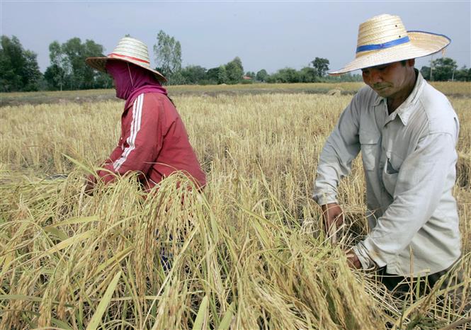Chiến lược phát triển nông nghiệp ASEAN sau khủng hoảng